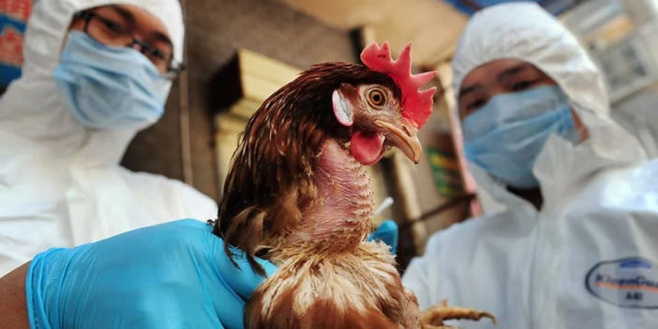 "مصدر قلق كبير".. الصحة العالمية تحذر من خطر تفشي إنفلونزا الطيور بين البشر