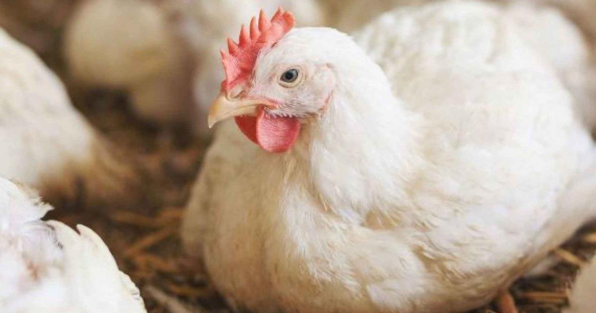تحديد سقوف سعرية لدجاج “النتافات” و”باب المزرعة” وللموزعين