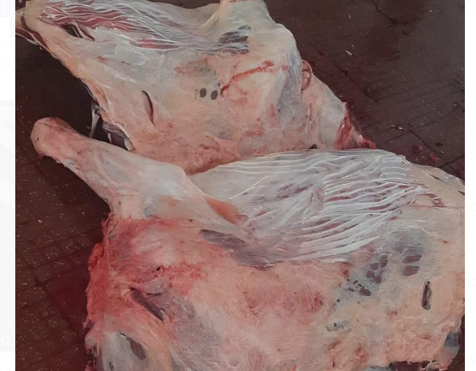 بلدية الكرك الكبرى تتلف لحوماً غير صالحة للاستهلاك