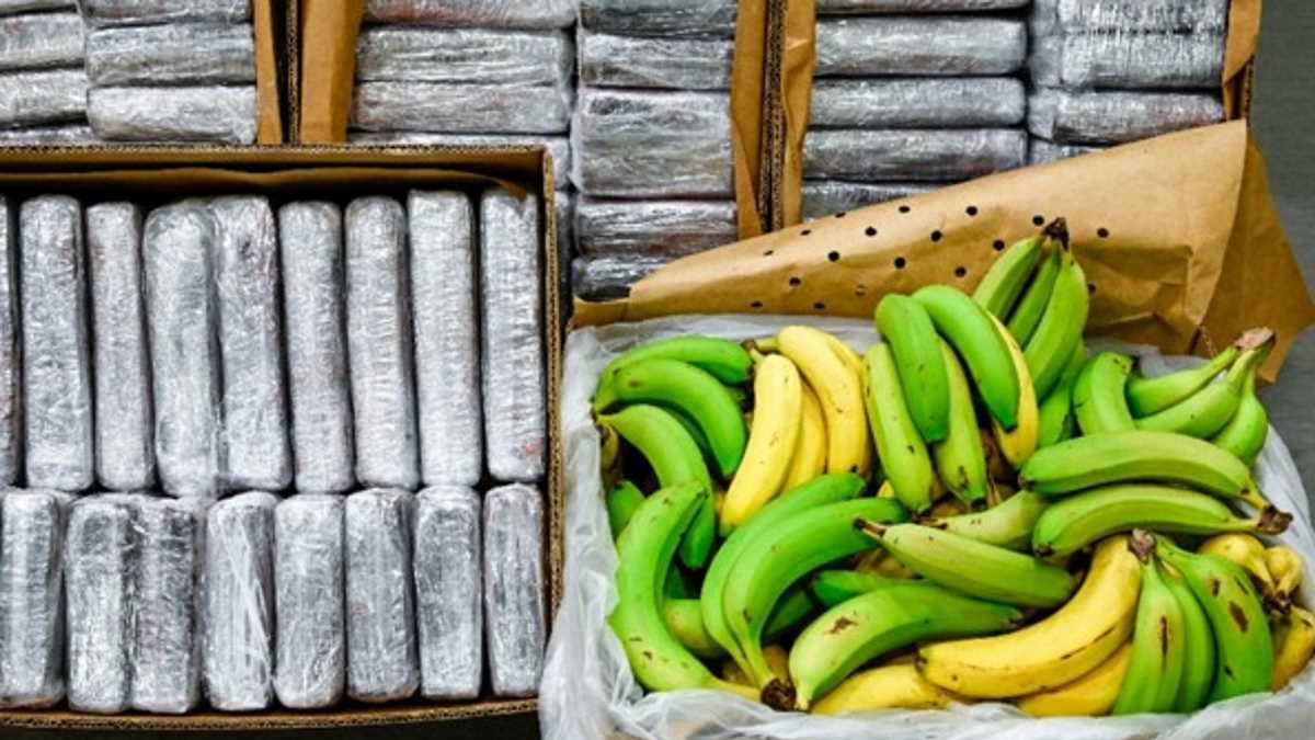 النرويج.. كوكايين في صناديق الموز