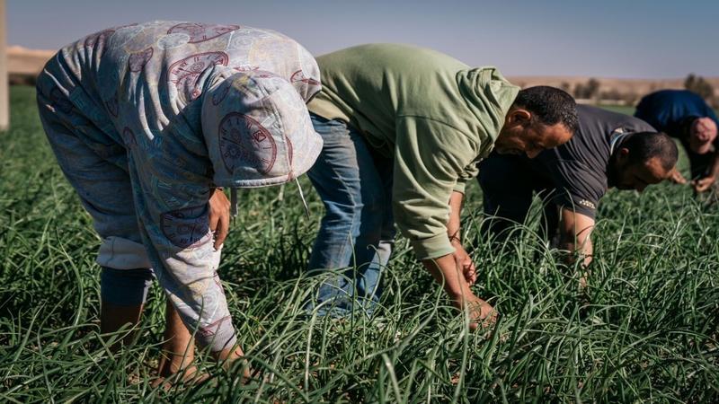 الإقراض الزراعي تبحث توفير حلول تمويلية لتطوير مشاريع زراعية