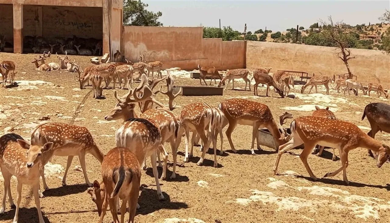 جريمة تهز العراق.. ابن يقتل والده داخل محمية للغزلان