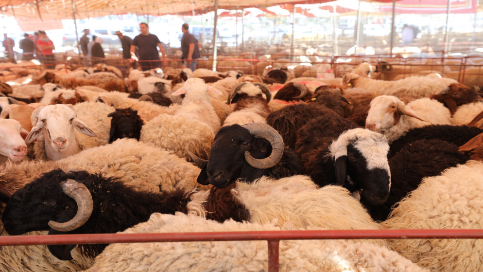 الكواليت: ارتفاع الطلب على الأضاحي البلدية نتيجة تساوي أسعارها مع الرومانية