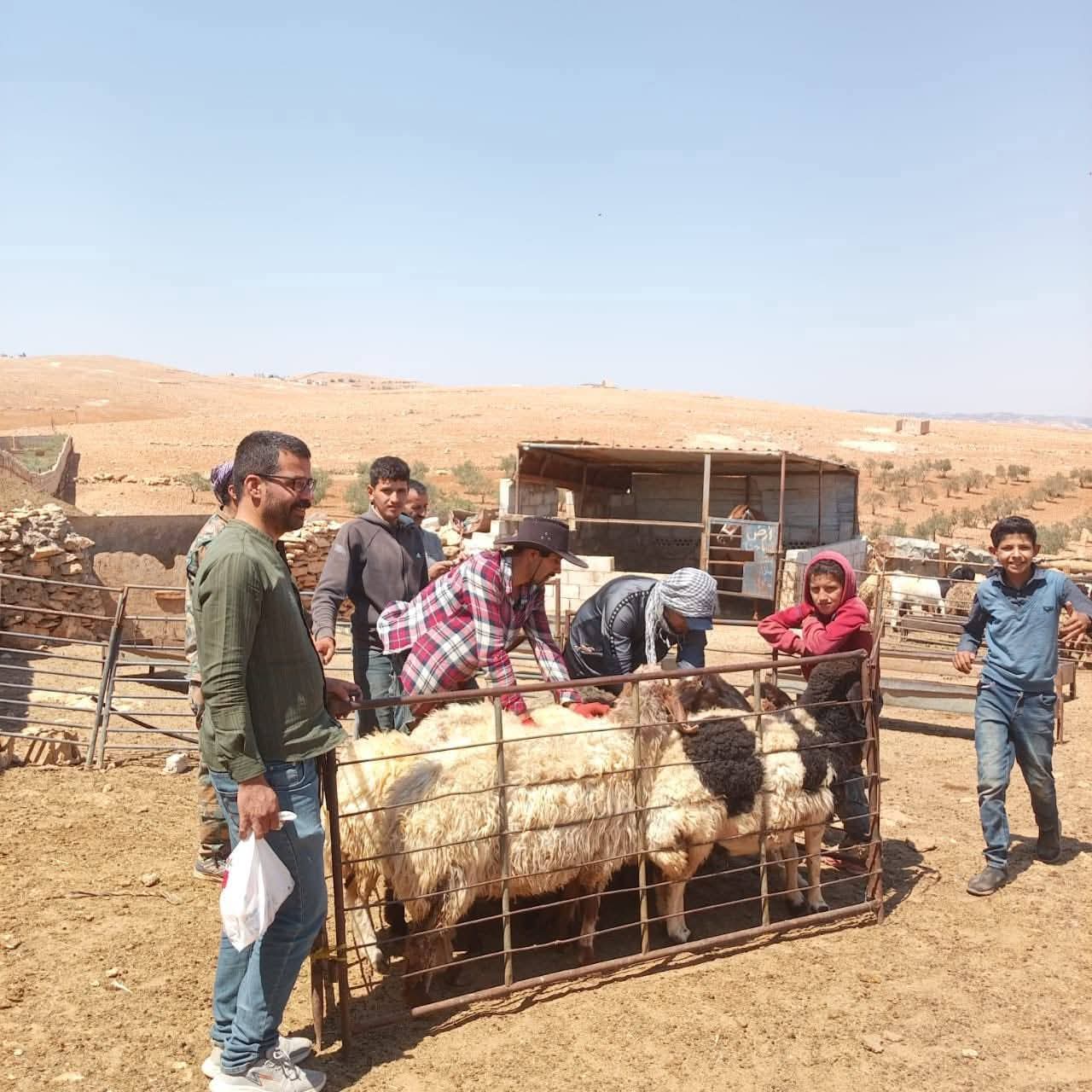 صور.. استمرار حملات تحصين الثروة الحيوانية ضد مرض التسمم المعوي في جرش