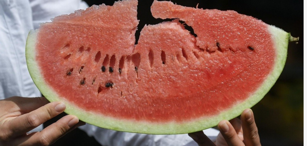 اليوم العالمي للبطيخ .. طبيب قلب ينصح بتناوله لهذه الأسباب