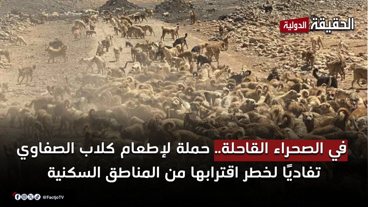 في الصحراء القاحلة.. حملة لإطعام كلاب الصفاوي تفاديًا لخطر اقترابها من المناطق السكنية