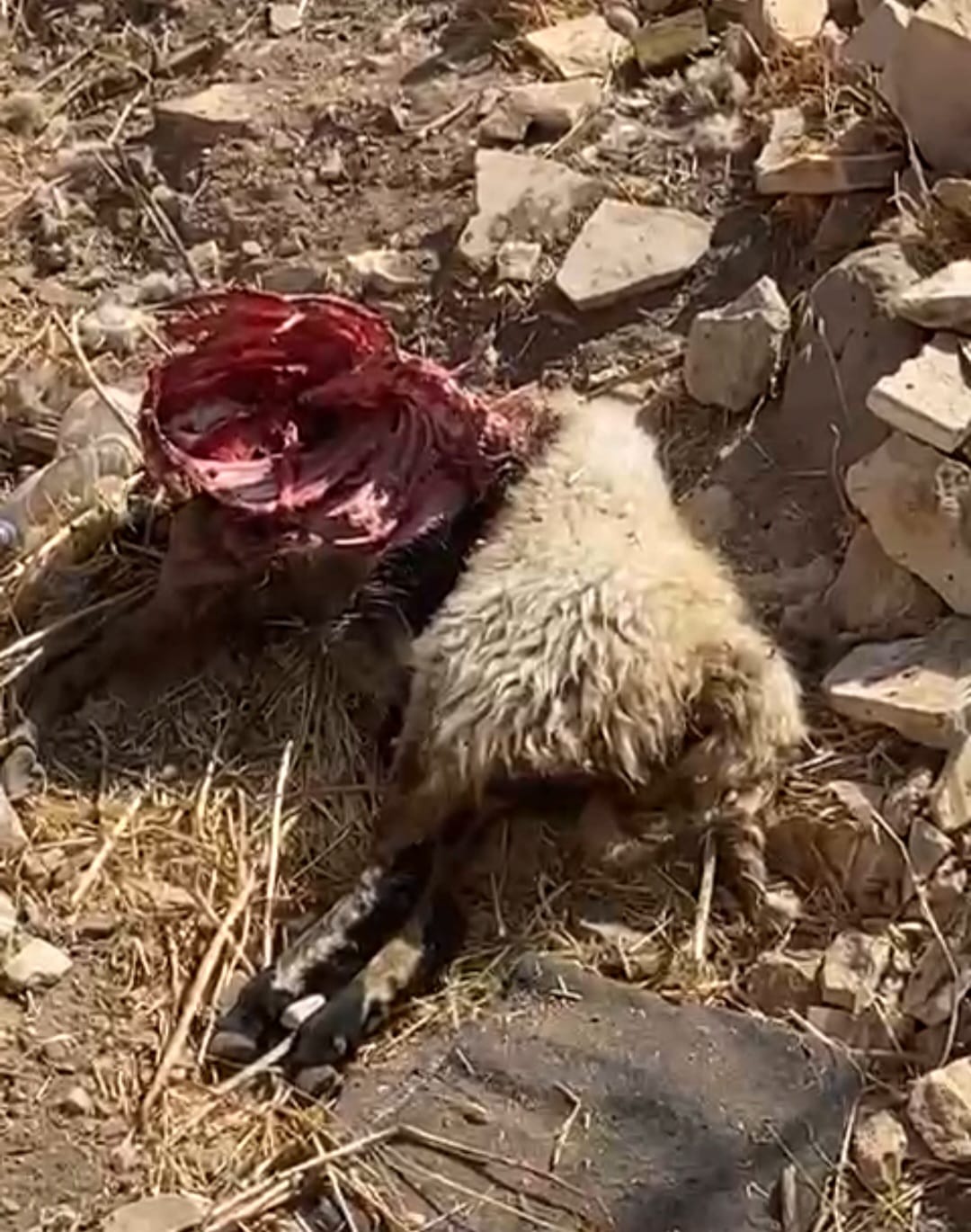 هجوم كلاب ضالة يتسبب بنفوق أغنام في الكرك