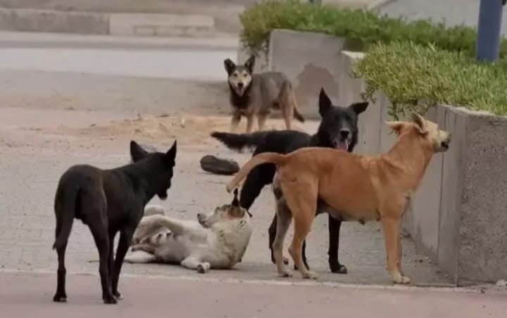 مواطنون في جرش يشتكون من عودة الكلاب الضالة ويطالبون بحل عاجل