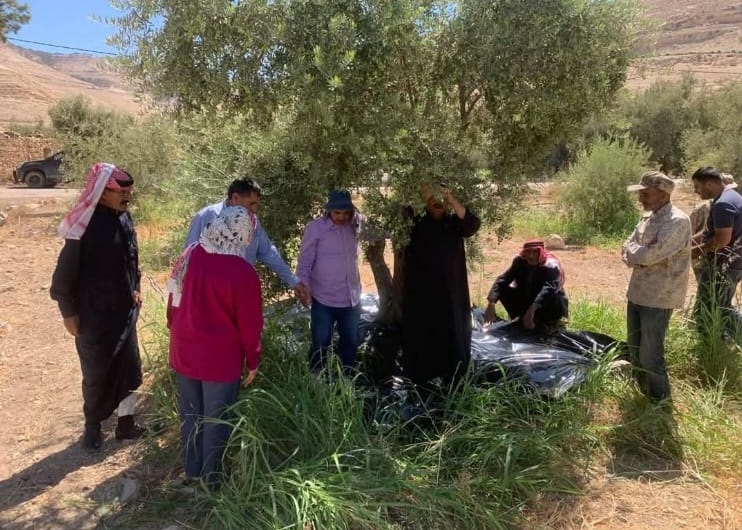 جلسة جديدة للمدرسة الحقلية في زراعة الكرك