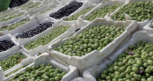 رغم قلة الإنتاج واعلان الوزارة ان التصدير موقوف.. "الزراعة" تقر بتصدير ثمار من الزيتون إلى العدو