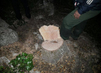 ضبط اشخاص قطعوا 50 شجرة سنديان في جرش.. مصور