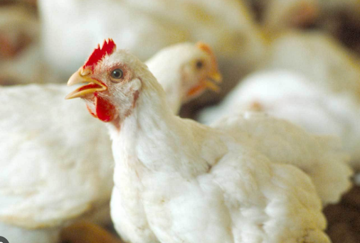 حماية المستهلك: محال لم تلتزم بالسقوف السعرية للدجاج