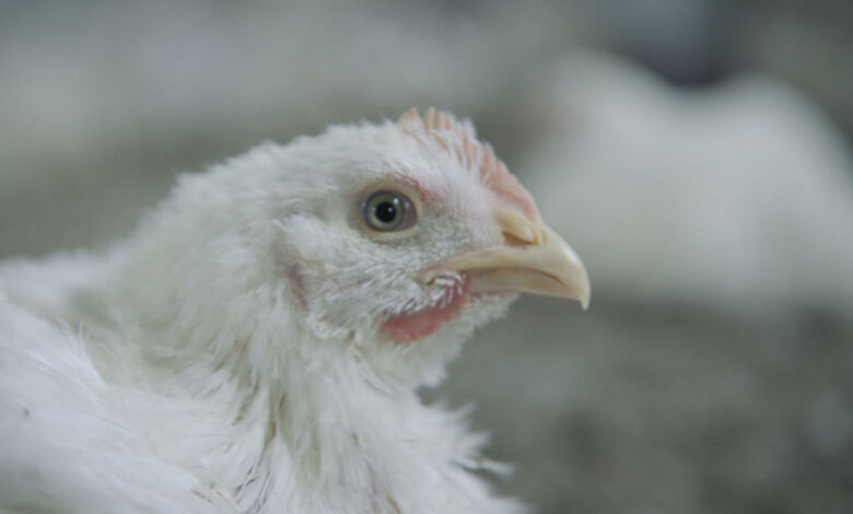 محافظ اربد: إغلاق محال بيع دجاج وإيقاف أخرى 
