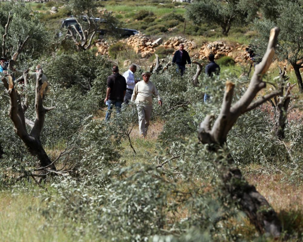 الاحتلال يجبر قاطفي الزيتون على مغادرة حقولهم في بيت فوريك