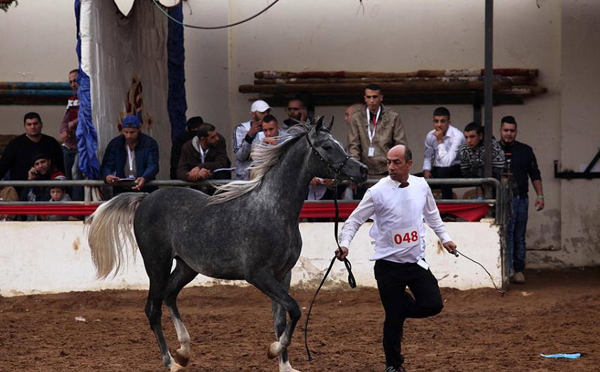 مسابقة أبطال فلسطين لجمال الخيول العربية الأصيلة