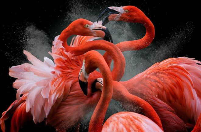 مجموعة من الصور الفائزة في مسابقة أفضل مصور للطيور هذا العام