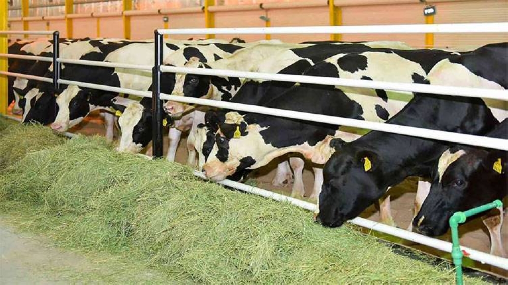 توافق الزراعة ومربي الأبقار بشأن تعويضات الحمى القلاعية