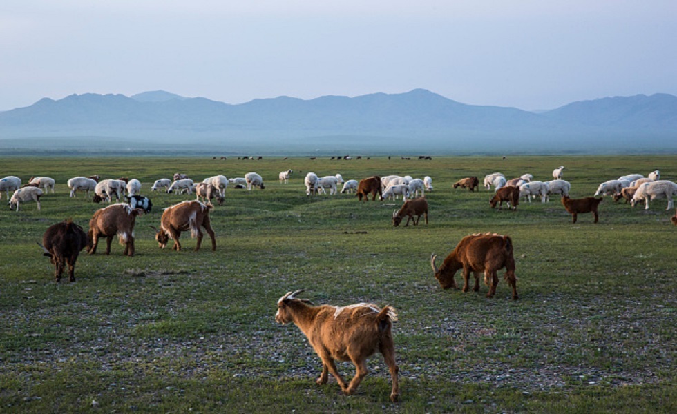 منغوليا.. نفوق 6 ملايين رأس ماشية بسبب الأحوال الجوية