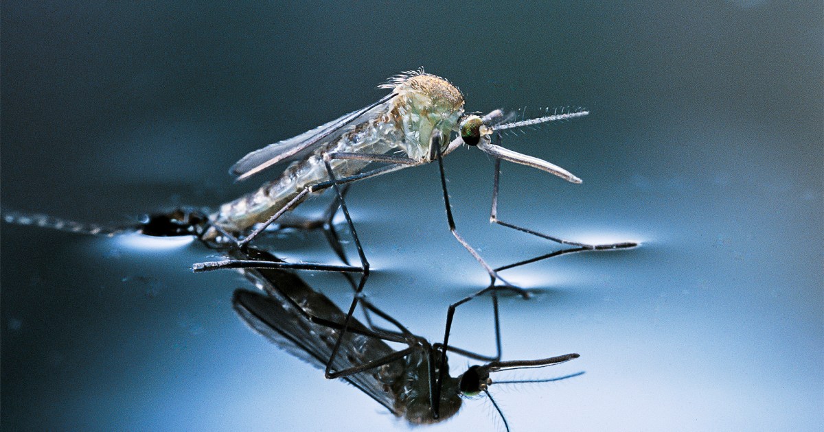 تحذير.. البعوض يهدد نصف سكان العالم بأمراض خطيرة
