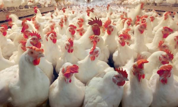 الحكومة تحدد سعر الدجاج الطازج بدينارين و20 قرشا للمستهلك