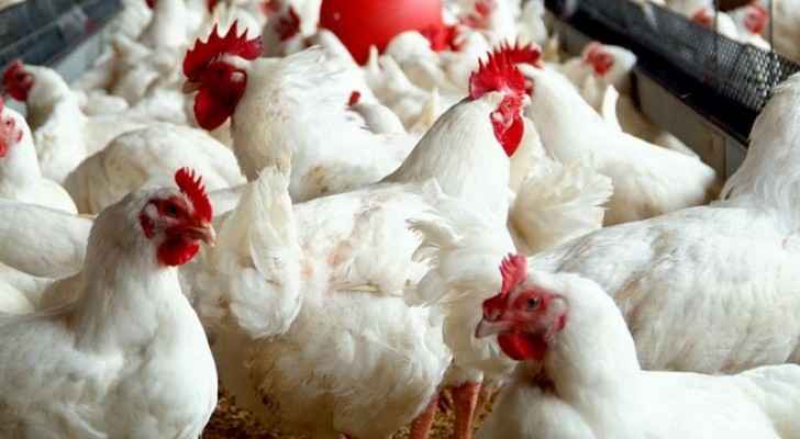 حماية المستهلك ترحب بقرار وضع سقوف سعرية لدجاج النتافات