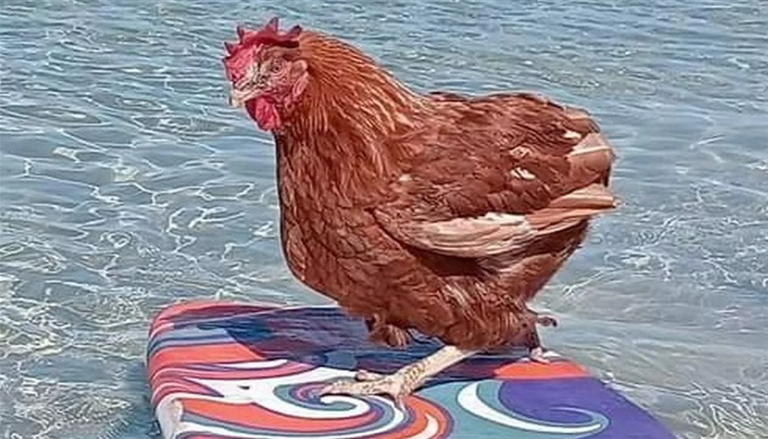 دجاجة أسترالية تعيش حياة الأثرياء!!