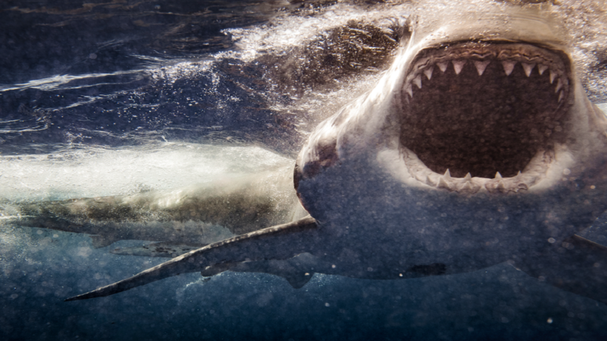 لماذا أصبحت الولايات المتحدة "عاصمة هجمات أسماك القرش في العالم"؟