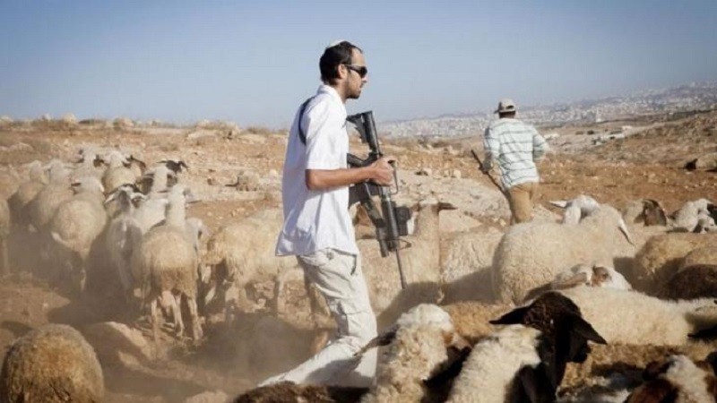 مستعمرون يقتحمون تل معين الأثري ويطلقون مواشيهم في أراضي زراعية