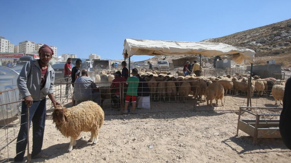 أمانة عمّان تحدد مواقع حظائر بيع الأضاحي وتستقبل الطلبات إلكترونيا