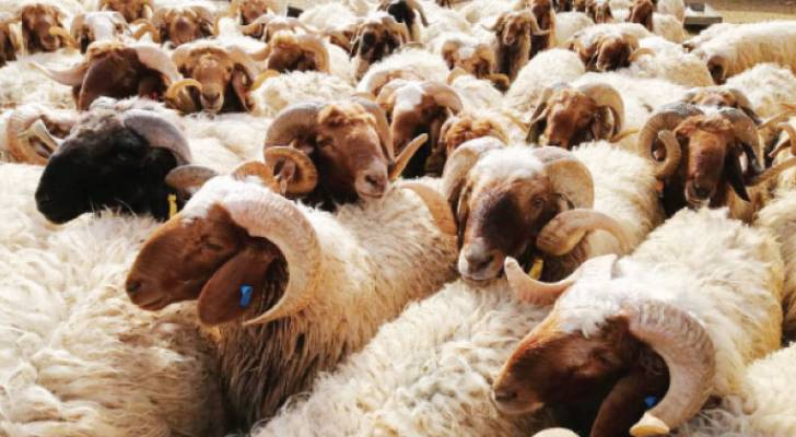 "الخيرية الهاشمية": توزيع 616 أضحية على أكثر من 2400 أسرة