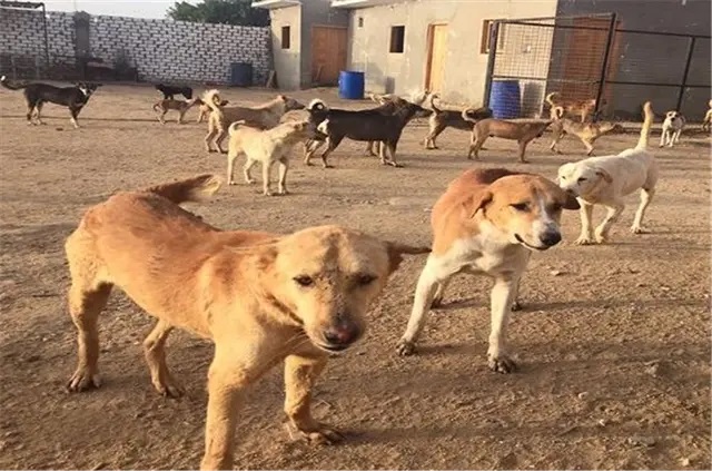 صحة مادبا: انخفاض حاد في حالات العقر من 615 إلى 206 خلال عام واحد