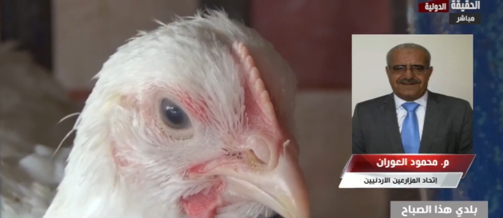 اتحاد المزارعين: الوزارة لم تشاركنا الرأي قبل تحديد سقوف سعرية للدجاج الطازج.. فيديو